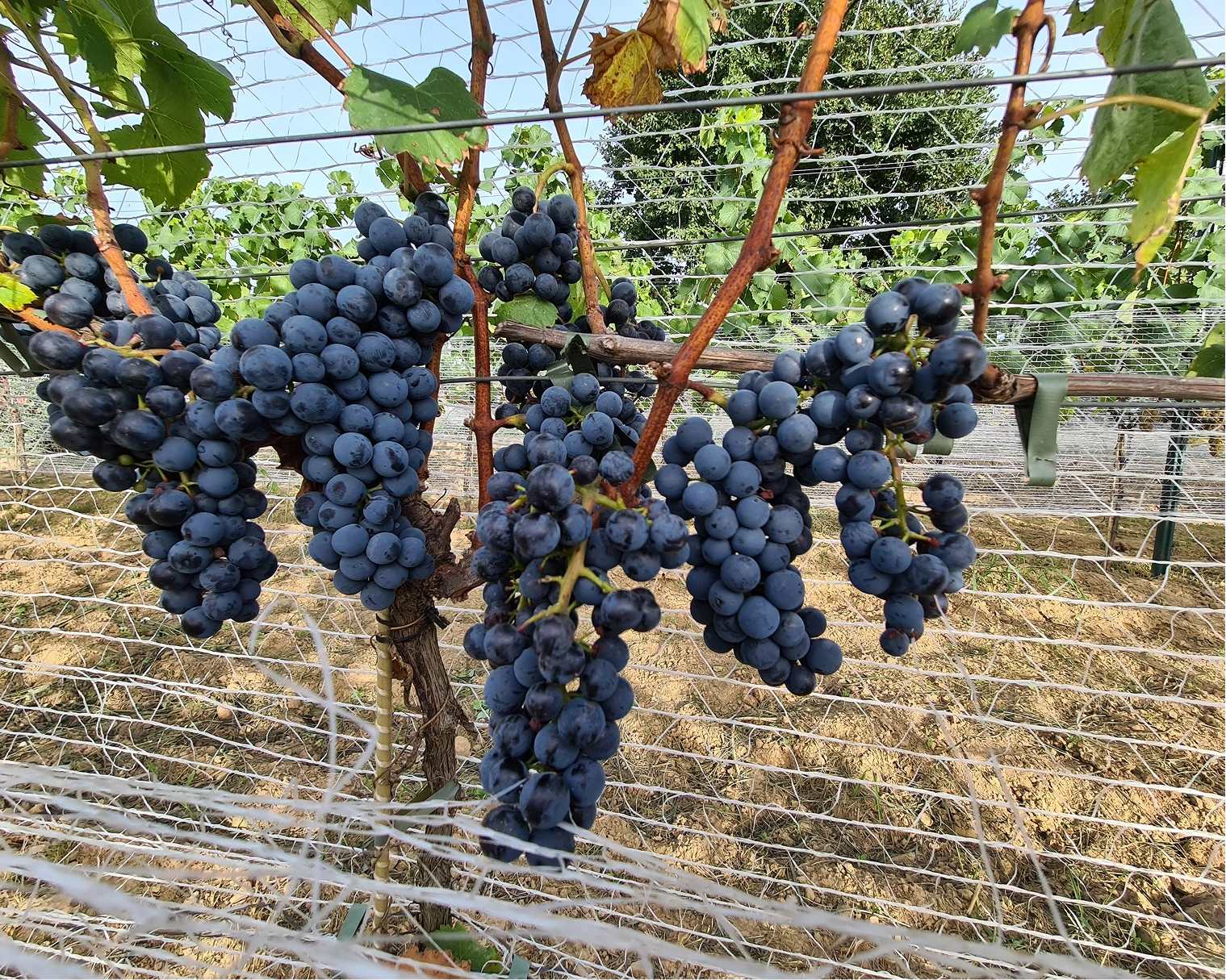 winnica-colina-g3